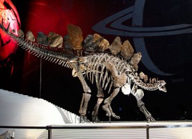 stegosaurus nhm londen