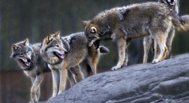 wolven in skansen