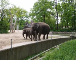 Berlijn Tiergarten Zoo olifanten