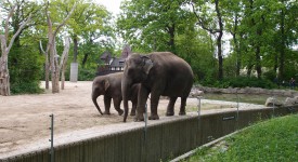 Berlijn Tiergarten Zoo olifanten