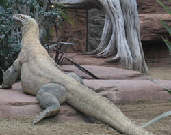 Komodo varaan dierentuin Barcelona