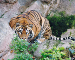 Bioparco di Roma dierentuin bezienswaardigheden Rome